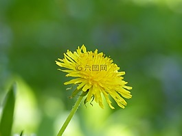 蒲公英,花,廠