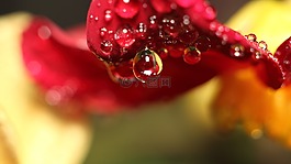 性質(zhì),珍珠,花卉