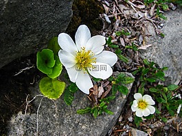 山 avens,高山花卉,高山植物区系