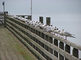 海鸥,篱笆,ammersee