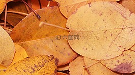 工作表,干,秋季