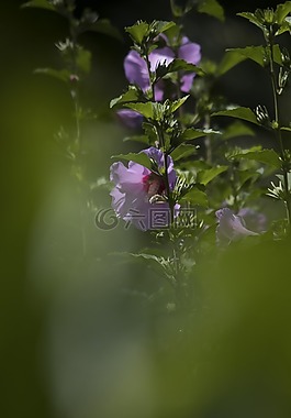 花,羅莎,性質(zhì)