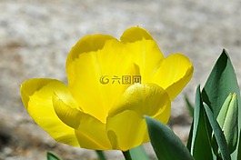郁金香,花,開花