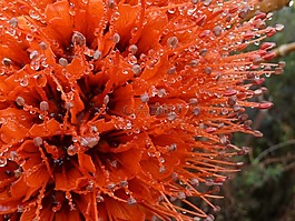 bottlebrush,花,植物區(qū)系