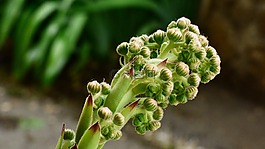鮮花,蕾,仙人掌