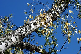 樹,性質(zhì),林