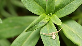 工作表,植物,性質(zhì)