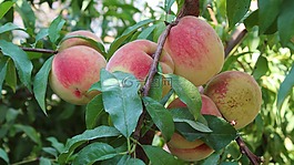 水果,食品,性質(zhì)