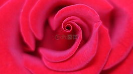 玫瑰,愛騙局,附件