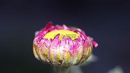 花卉,性質(zhì),顏色