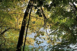 樹(shù),湖,景觀