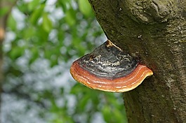 性質(zhì),樹(shù),吠