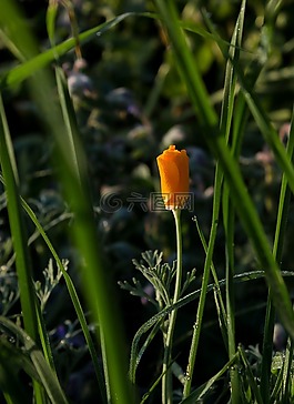 花,morgentau,草地