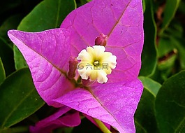 開(kāi)花,郵票,關(guān)閉