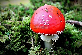 飛木耳,森林,性質(zhì)