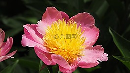 粉红色的花,黄色中心,粉红色