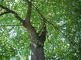 性質(zhì),樹(shù),葉子