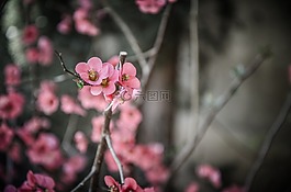 花,春,鮮花