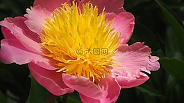 粉紅色,黃色,花