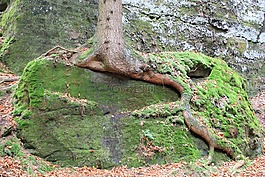 樹(shù),根,雜草叢生
