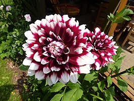 大麗花,花,花園