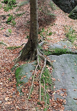 樹(shù),根,雜草叢生