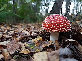 秋季,背景,分支