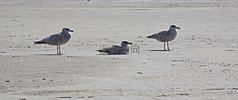 海鷗,鳥,海灘