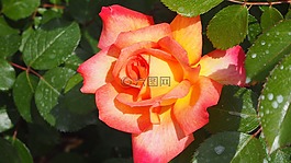 自然,黃色粉紅色的玫瑰,玫瑰