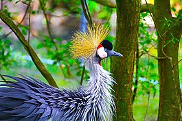 孔雀,德累斯頓,動(dòng)物園
