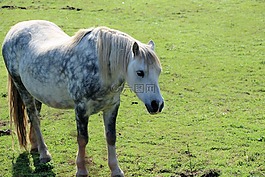 灰色的斑紋小馬,小馬,馬