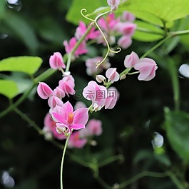 鮮花,粉紅色,葉