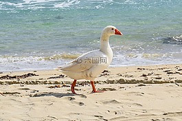 鹅,海,鸟