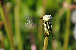 蒲公英,花,植物