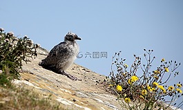 海鷗,年輕,寒意