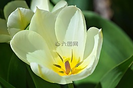 郁金香,花,開花