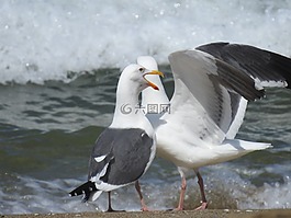 海,鷗,海洋
