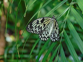 蝴蝶,性質(zhì),翅膀