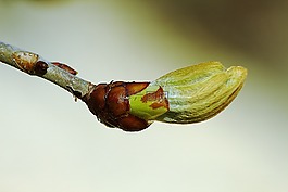 芽,春天,關(guān)閉