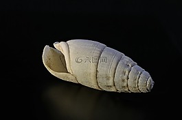 蝸牛,石灰,殼