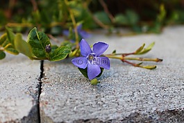 花,紫色,自然