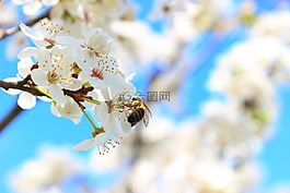 花,植物,葉子