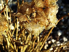 干,八仙花,冬天