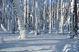 冬季,雪,弗羅斯特