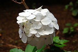 花卉,白,白色的花