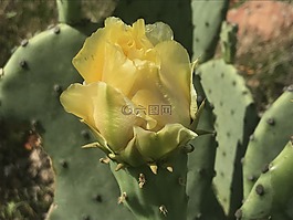 仙人掌,花,盛開(kāi)