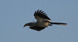 鳥,犀鳥,側(cè)影