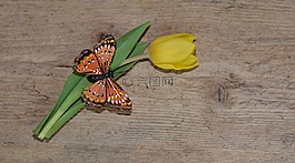 花,郁金香,schnittblume