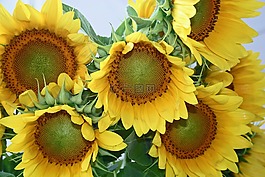 花,向日葵,黃色