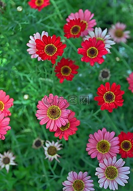 花卉,花瓣,夏天花